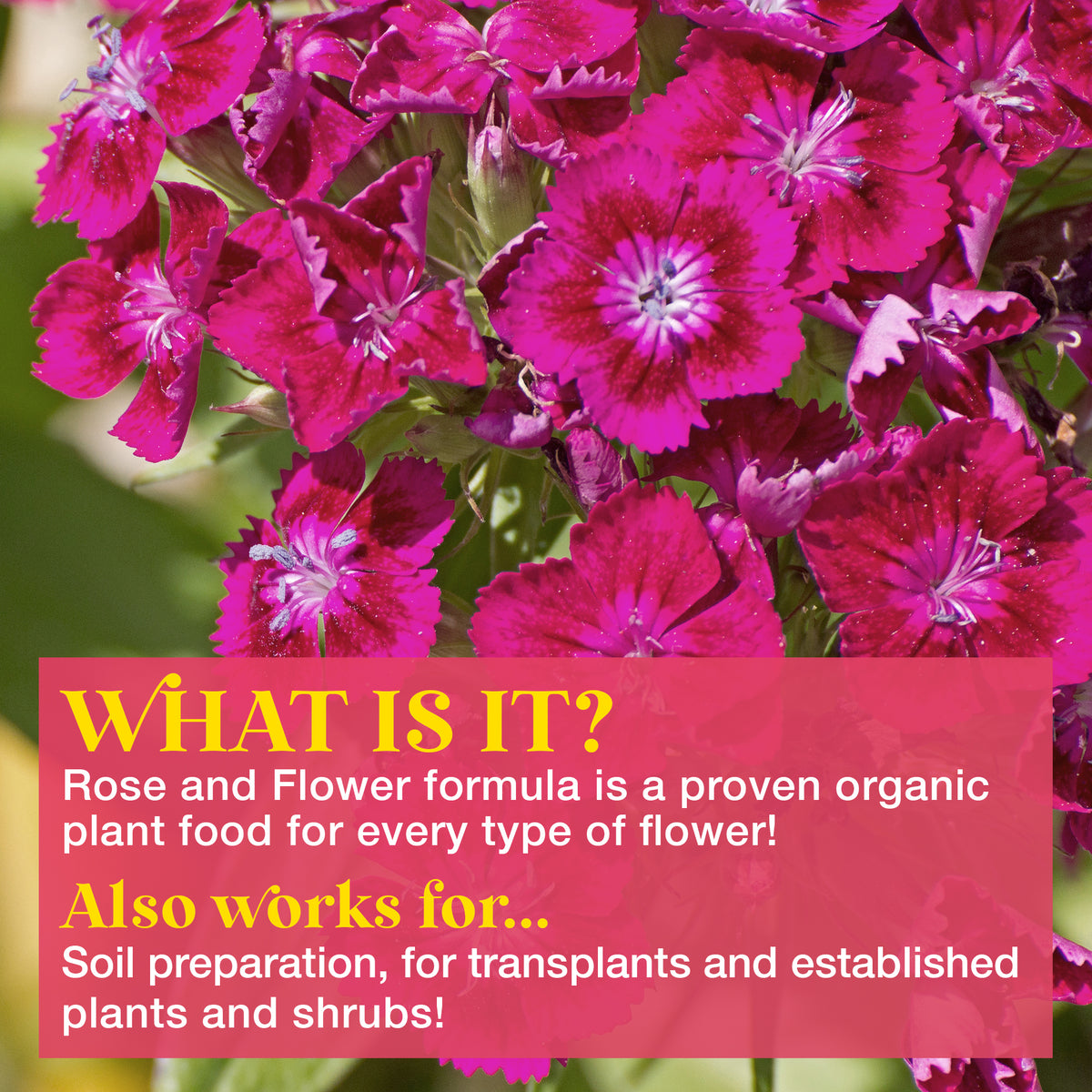 Rose &amp; Flower | Organic Plant Food